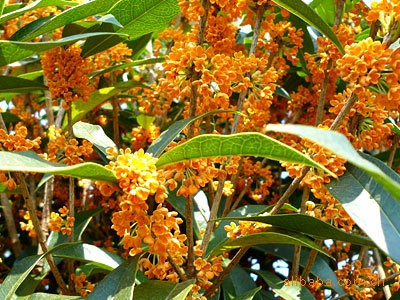 出售纯正桂花种子，绿化树-桂花苗木种子