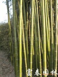 供刚竹、金镶玉竹、箬竹、早园竹、淡竹、紫竹、翠竹
