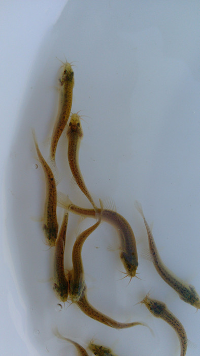 广振宇 长期供应泥鳅苗，大鳞富泥鳅鱼苗，泥鳅鱼苗供应商 欢迎来电咨询!