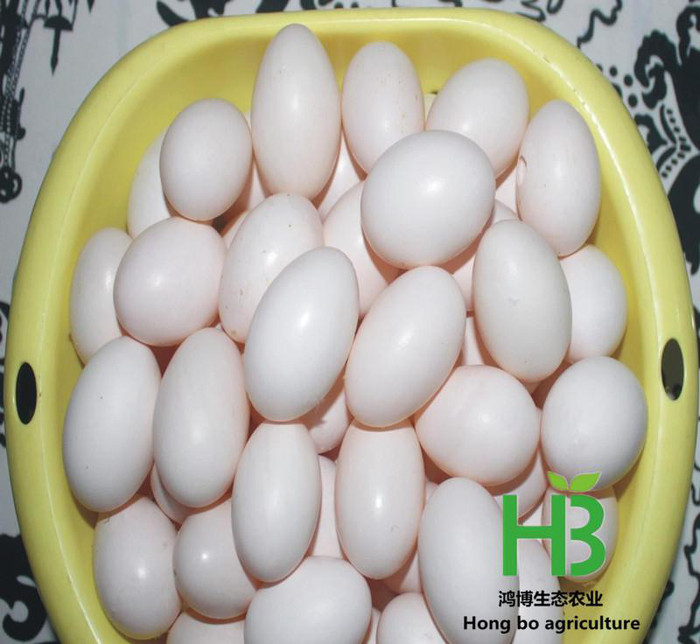鸽子蛋 专供微商 市场  鸽子蛋价格便宜