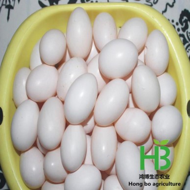 鸽子蛋 专供微商 市场  鸽子蛋价格便宜