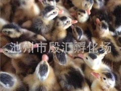 农家鸭苗