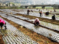 抗“疫”春耕两不误 香葱“点亮”脱贫路  ——威宁自治县猴场镇中营村展开香葱产业助推脱贫攻坚见闻