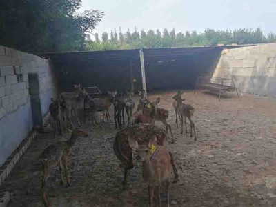 出售梅花鹿  人工驯养梅花鹿价格 梅花鹿养殖基地 梅花鹿养殖场出售