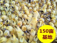 安庆散养鸭苗批发