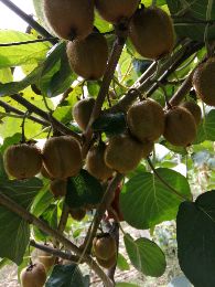 [供]陕西眉县徐香猕猴桃