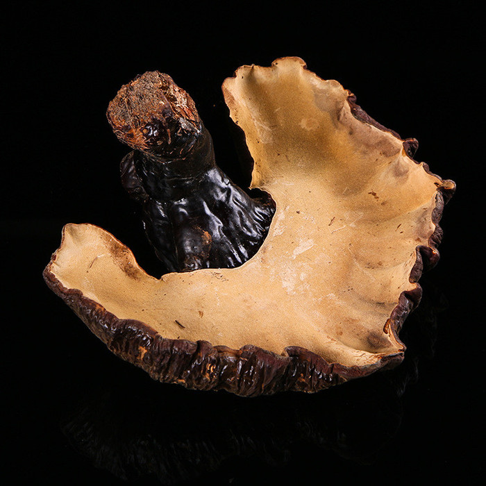 种灵芝较好长白山灵芝生产供应商灵芝么的