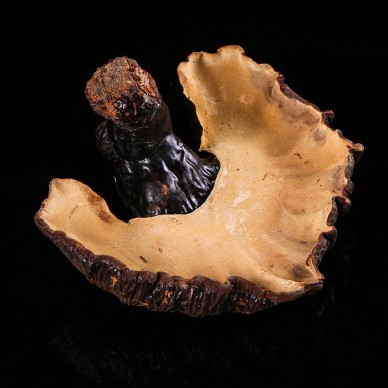 种灵芝较好长白山灵芝生产供应商灵芝么的