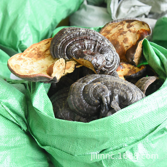 灵芝泡水灵芝长白山灵芝生产供应商野生灵芝么法