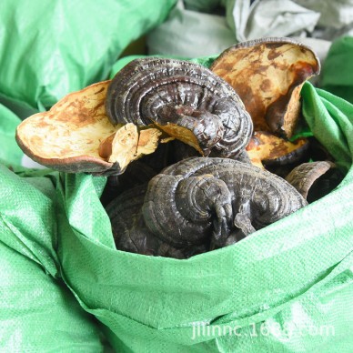 灵芝泡水灵芝长白山灵芝生产供应商野生灵芝么法