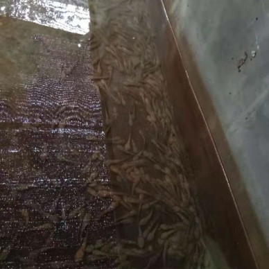 佳鑫石蛙 生态养殖 种蛙 野生种蛙蛙厂家