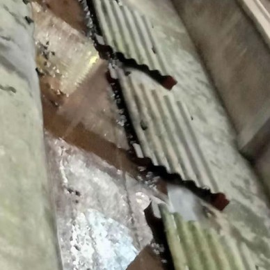 佳鑫石蛙 野生山区养殖 野生石蛙 成活率高