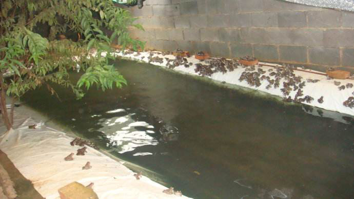 佳鑫石蛙 专业种蛙养殖 棘胸蛙 成活率高