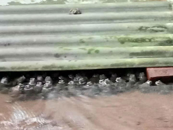 佳鑫石蛙 专业石蛙养殖 种蛙 种蛙