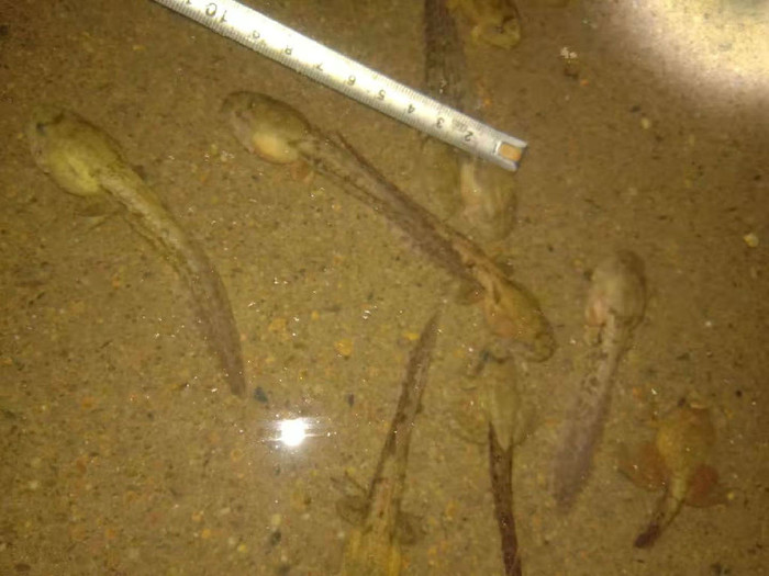 佳鑫石蛙 石蛙厂家 小娃 成活率高