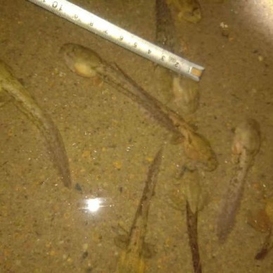 佳鑫石蛙 石蛙厂家 小娃 成活率高