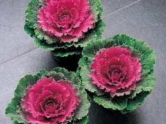 东方花卉质量好的甘兰种子出售，优质的甘兰种子