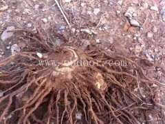 供应白芨-叶氏药材合作社/专业-武汉白芨