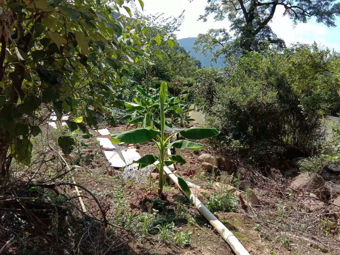 佳鑫石蛙 石蛙厂家 石蛙养殖 石蛙蝌蚪