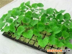 甜瓜种子|供应山东优良的甜瓜种苗