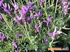 江苏薰衣草|优良的薰衣草哪里有供应