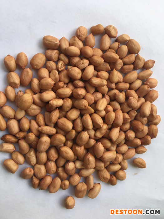 云启坤 缅甸优质进口白花生  煲汤 补齐  佳品  粒大饱满优质白花生