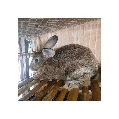 [供]这里是种兔养殖基地，常年出售新西兰比利时