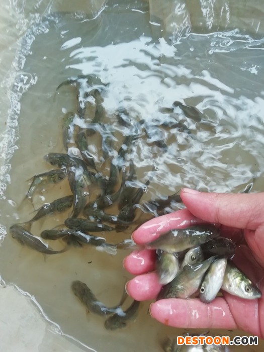 开福区罗非鱼苗推销