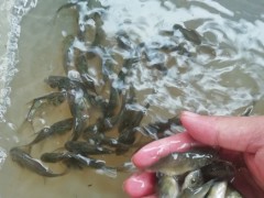 开福区罗非鱼苗推销