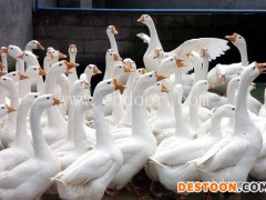 保山鹅苗-明丽脱温白鹅价格-苗鹅价格