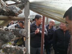 食用菌科技下乡 助力商洛脱贫攻坚