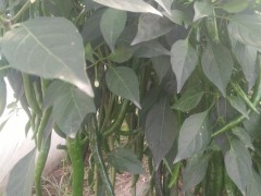 红辣椒 辣椒批发 辣椒价格  优质辣椒 辣椒批发厂家 线椒