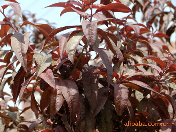 红叶李,绿化苗木，乔木，树苗，花卉。