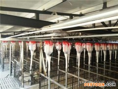 养猪设备-牧鑫养殖设备深受信赖-养猪设备求购