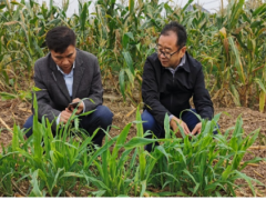 省植保总站郭子平站长到荆州荆州市调研指点草地贪夜蛾发作防控任务