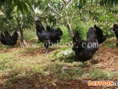 妙林农业鸡苗批发市场(图)-黑鸡苗批发-大理鸡苗