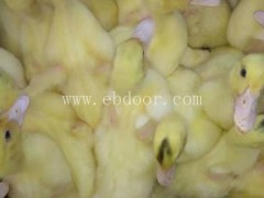 晋宁火鸭多少钱一只-妙林农业(在线咨询)-晋宁火鸭