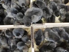 云南乌鸡价格-云南乌鸡-妙林农业