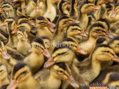 迪庆鸭苗-鸭苗品种哪家好-妙林农业(推荐商家)