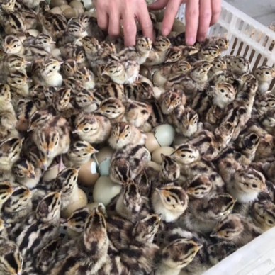 [供]全年供应优质山鸡苗，鸡苗个头大，长势快，成活率高。