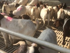 纯种波尔山羊养殖场,波尔山羊小羊羔价格,小山羊一只价格