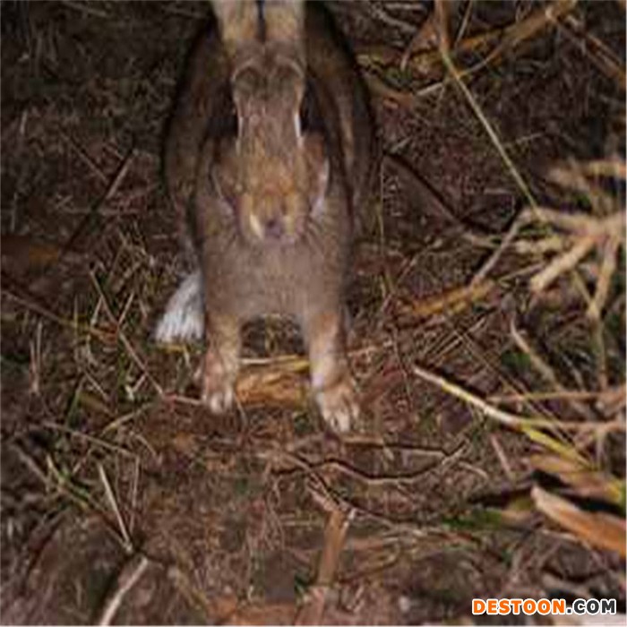 浙江附近本地养兔场比利时野兔商品兔杂交野兔养殖场地址在那里