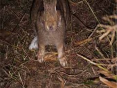 浙江附近本地养兔场比利时野兔商品兔杂交野兔养殖场地址在那里
