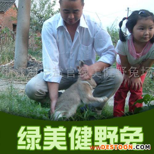 供应比利时兔种.技术.草种..视频播放