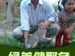 供应比利时兔种.技术.草种..视频播放