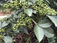 四川花椒苗批发基地、四川藤椒苗，购买藤椒苗赠送技术