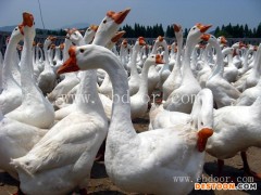 鹅雏-昌图鹅雏孵化厂-朗德鹅雏出售