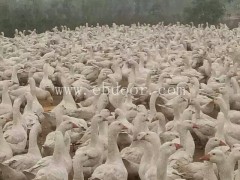 内蒙古鹅雏-皖西鹅雏价格-鹅雏孵化厂(推荐商家)