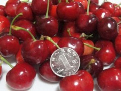 红灯樱桃苗价格 黑珍珠樱桃苗上市 4公分樱桃苗植株健壮