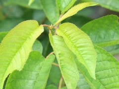 植株健壮樱桃苗 白玉樱桃苗上市 1公分樱桃苗植株健壮